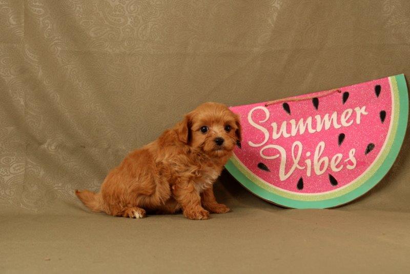 puppy, for, sale, Maltipoo, Matthew B. Stoltzfus, dog, breeder, Gap, PA, dog-breeder, puppy-for-sale, forsale, nearby, find, puppyfind, locator, puppylocator, aca